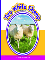 Two White Sheep