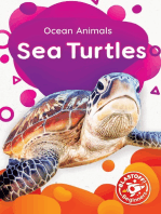 Sea Turtles