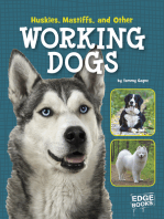Huskies, Mastiffs, and Other Working Dogs