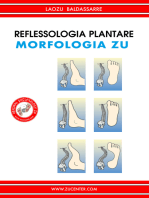 Reflessologia plantare - Morfologia Zu