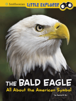 The Bald Eagle: All About the American Symbol