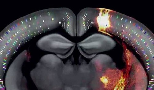 3D Map Traces Neurons In A Mouse Brain - TechLife | Everand