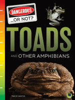 Toads and Other Amphibians