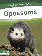 Opossums