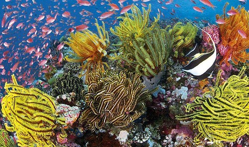 The Acid Test Of Strange Fish Behaviour - BBC Wildlife Magazine | Everand