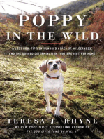 Poppy in the Wild