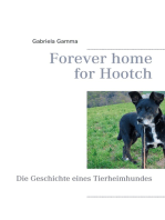 Forever home for Hootch: Die Geschichte eines Tierheimhundes