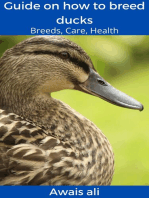 How to breed ducks