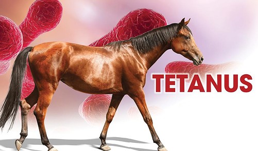 7 Things You May Not Have Known About Tetanus - Equus | Everand