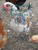 The Beautiful World of Chickens