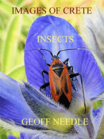 Images of Crete - Insects