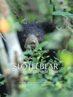 Sloth Bear