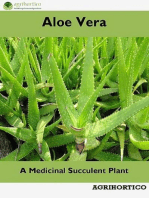 Aloe Vera: A Medicinal Succulent Plant