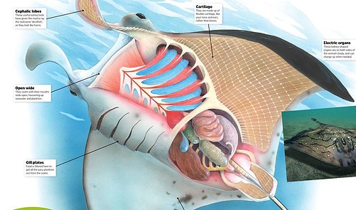Read Manta Ray Anatomy Online