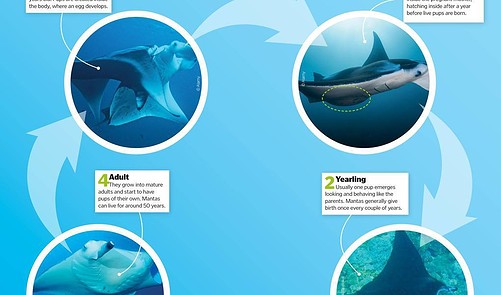 Life Cycle Of A Manta Ray - How It Works | Everand