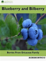 Blueberry and Bilberry