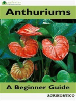 Anthuriums: A Beginner Guide