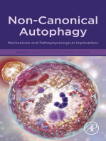 Non-Canonical Autophagy: Mechanisms and Pathophysiological Implications