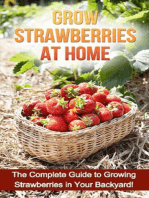 Grow Strawberries at Home: The complete guide to growing strawberries in your backyard!