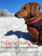 Tiger's Story "Finding my Forever Home"