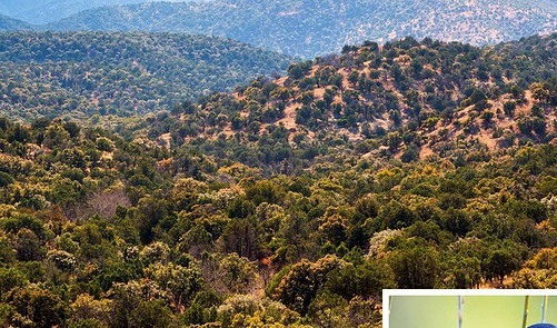 Noise Pollution Harmful To Tree Growth - BBC Wildlife Magazine | Everand