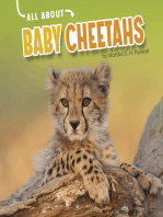 All About Baby Cheetahs