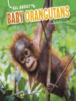 All About Baby Orangutans