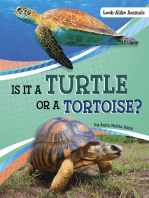 Is It a Turtle or a Tortoise?