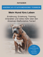 American Staffordshire Terrier: Ernährung, Erziehung, Training, Charakter und vieles mehr