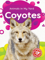 Coyotes