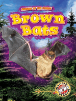 Brown Bats