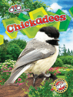 Chickadees