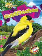 Goldfinches