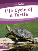Life Cycle of a Turtle