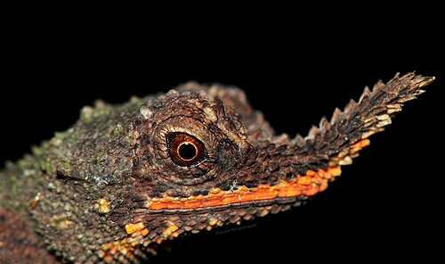 Tail Snips Offer Clues To Saving Tiny Lizards In Sri Lanka - Futurity ...