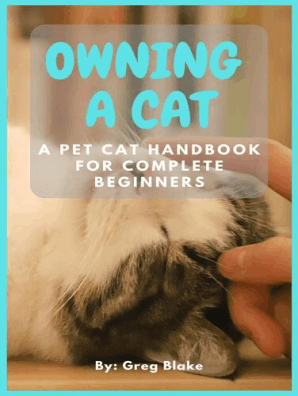 An in depth look at siamese cats