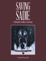 Saving Sadie: A Border Collie’S Journey