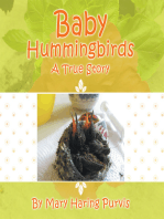 Baby Hummingbirds: A True Story