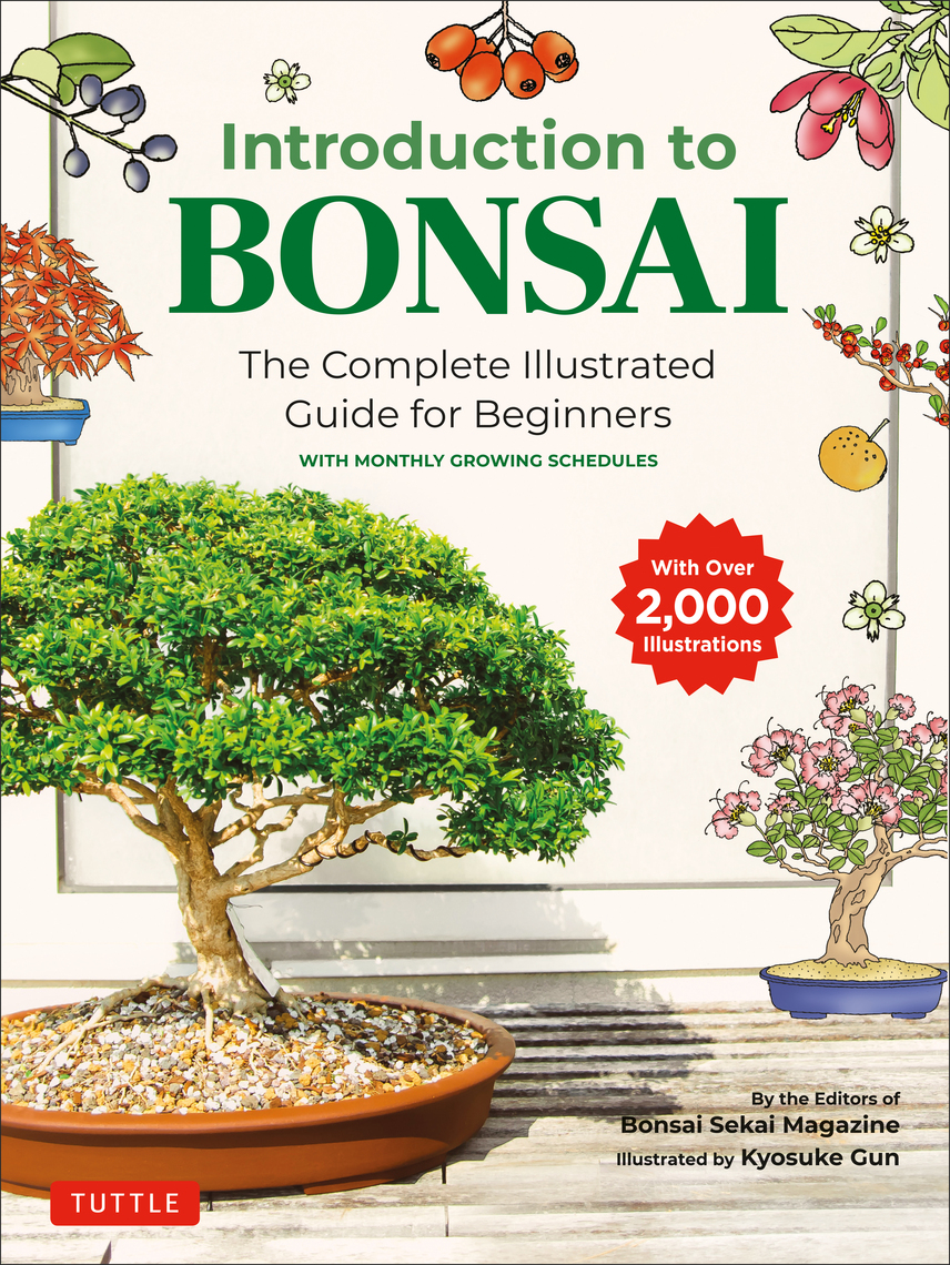 where can you buy a bonsai tree Bonsai