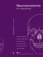 Neuroanatomía en esquemas