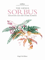 Genus Sorbus: mountain ash and other rowans