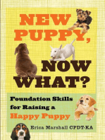 New Puppy, Now What? Foundation Skills for Raising a Happy Puppy