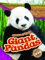 Giant Pandas