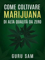 Come coltivare marijuana di alta qualità da zero