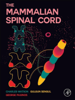 The Mammalian Spinal Cord