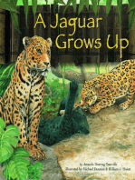 A Jaguar Grows Up