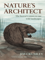 Nature's Architect: The Beaver's Return to Our Wild Landscapes