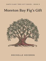 Moreton Bay Fig's Gift