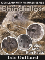 Chinchillas Photos and Fun Facts for Kids