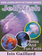 Jellyfish Photos and Fun Facts for Kids